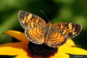 The Butterfly Effect